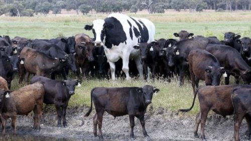 Двухметровая корова из Австралии